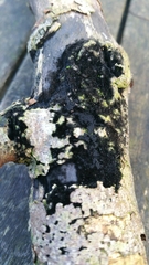 Chaetosphaerella phaeostroma