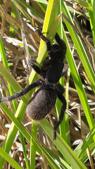 Harpactira