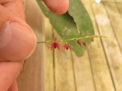 Platystele consobrina