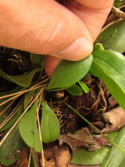 Platystele consobrina