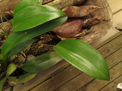 Pleurothallis xanthochlora