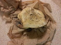Tricholoma matsutake