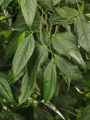 Piper lenticellosum