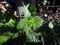Urtica membranacea