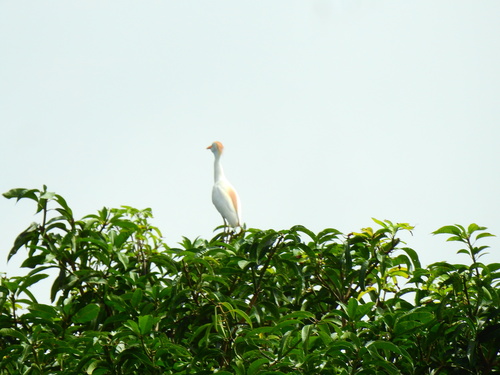 Western Cattle-Egret