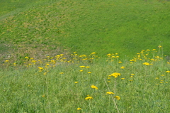 Handelia trichophylla