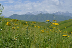 Handelia trichophylla
