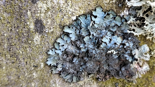 Furchen-Schüsselflechte