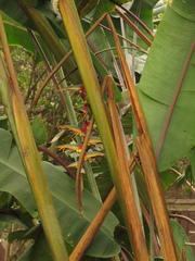 Heliconia griggsiana