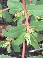 Euphorbia inaequilatera