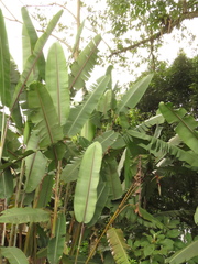 Heliconia griggsiana