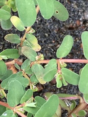 Euphorbia inaequilatera