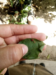 Hemiptera