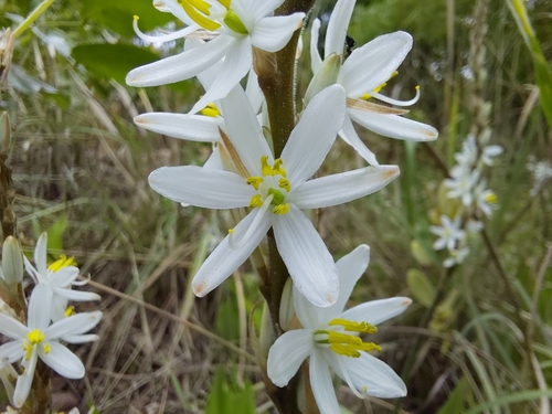Chlorophytum subpetiolatum