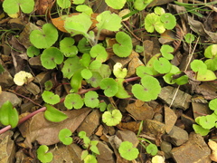 Hydrocotyle bonplandii
