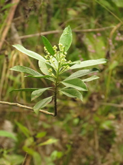 Baccharis nitida
