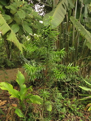 Podocarpus oleifolius