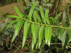 Podocarpus oleifolius