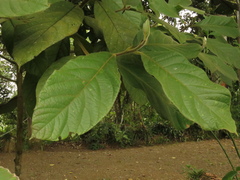 Ocotea macrophylla