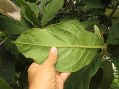 Ocotea macrophylla