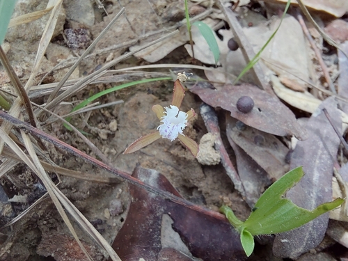 Nervilia simplex