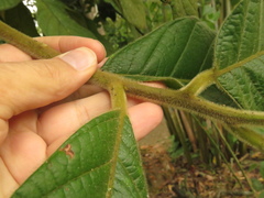 Ocotea macrophylla