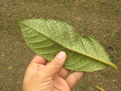 Ocotea macrophylla