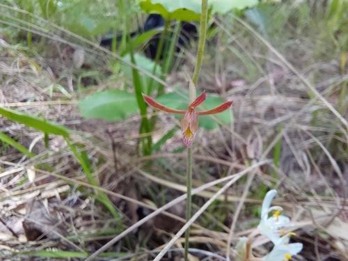 Eulophia obstipa