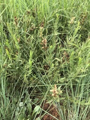 Acalypha caperonioides