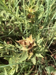 Acalypha caperonioides