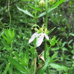 Teucrium bicolor