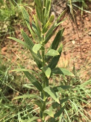 Acalypha caperonioides