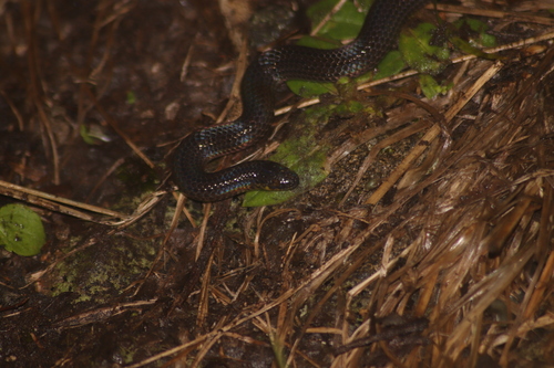 Yellow-spotted Reed Snake