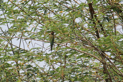 Merops superciliosus