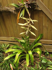 Tillandsia fendleri