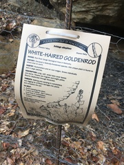 Solidago albopilosa