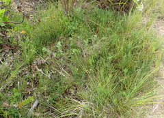 Aspalathus hispida albiflora