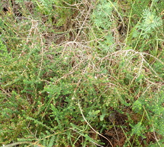 Aspalathus hispida albiflora