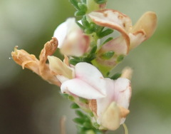 Aspalathus hispida albiflora