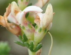Aspalathus hispida albiflora