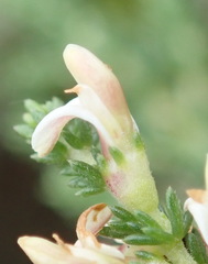 Aspalathus hispida albiflora