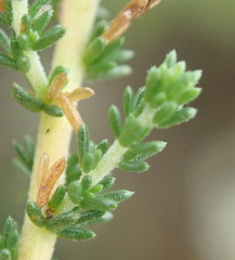 Aspalathus hispida albiflora