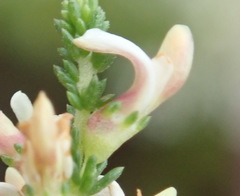 Aspalathus hispida albiflora