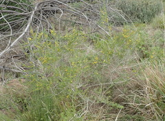 Aspalathus spinosa flavispina