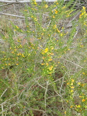 Aspalathus spinosa flavispina