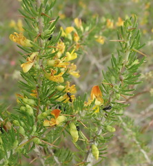 Aspalathus spinosa flavispina