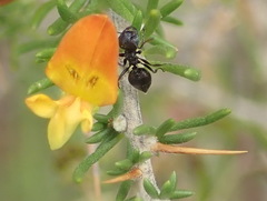 Aspalathus spinosa flavispina