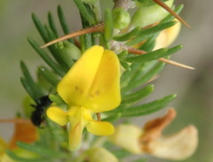 Aspalathus spinosa flavispina