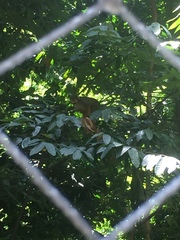 Saimiri sciureus