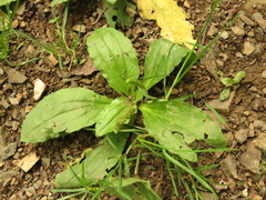Plantago australis